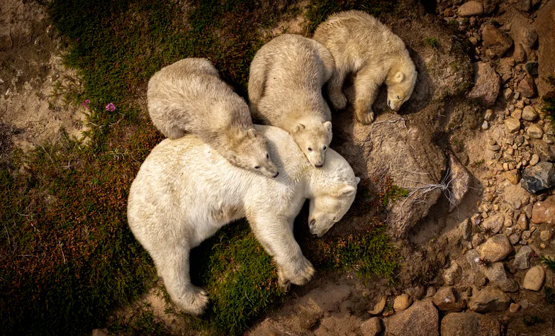北極熊泥地求生：透過野生動物與氣候單字學英文！