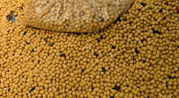 川普的黃豆協議：學習貿易與農業英文單字！