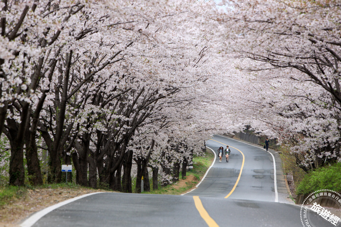 2024韓國櫻花季4月正值花期，Top5必去景點總整理！