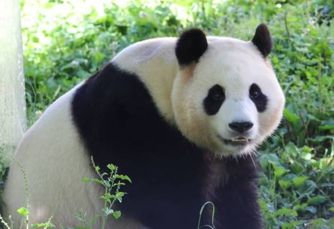 福寶真的會回韓國嗎？用簡單韓文認識「熊貓外交」