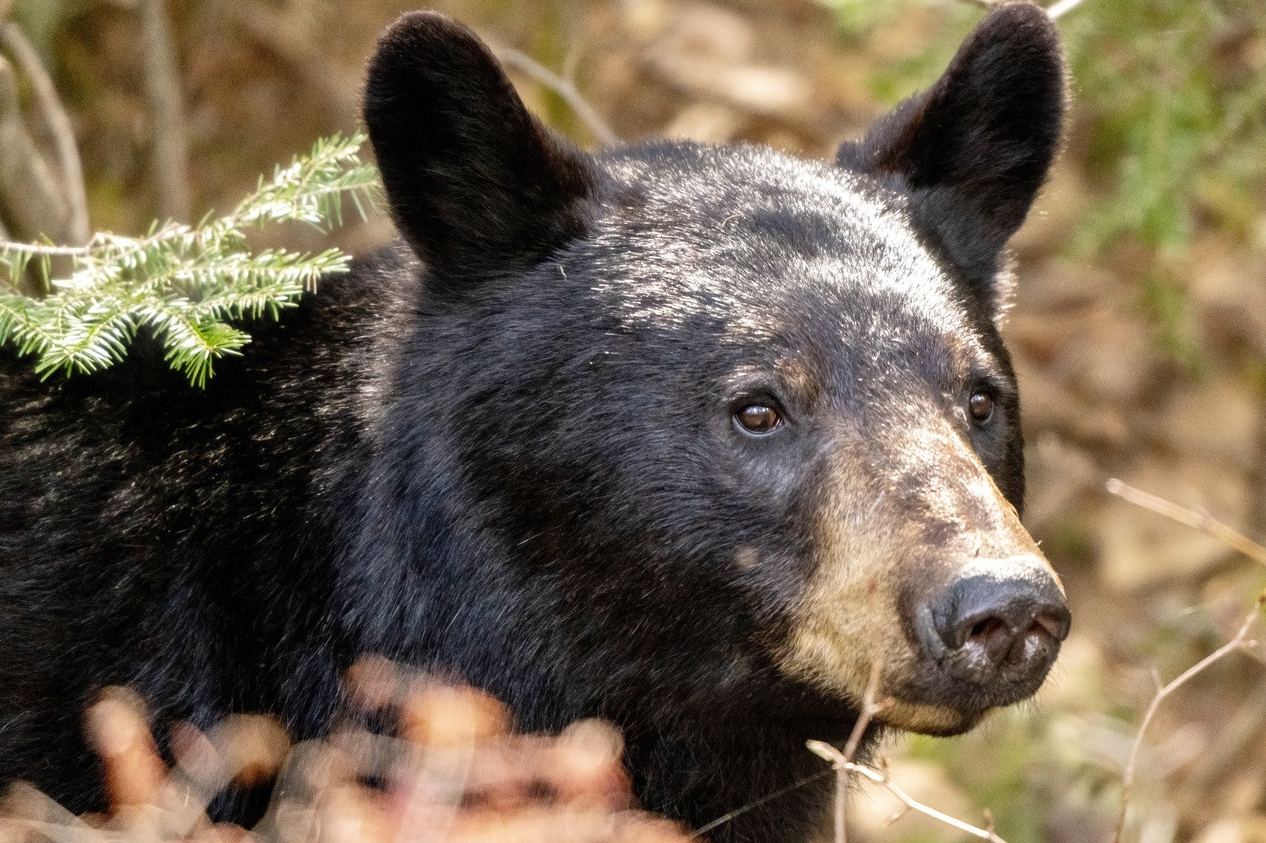 從日本熊害新聞學日文！一起記N5單字！